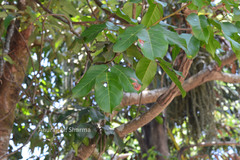 Spatholobus purpureus